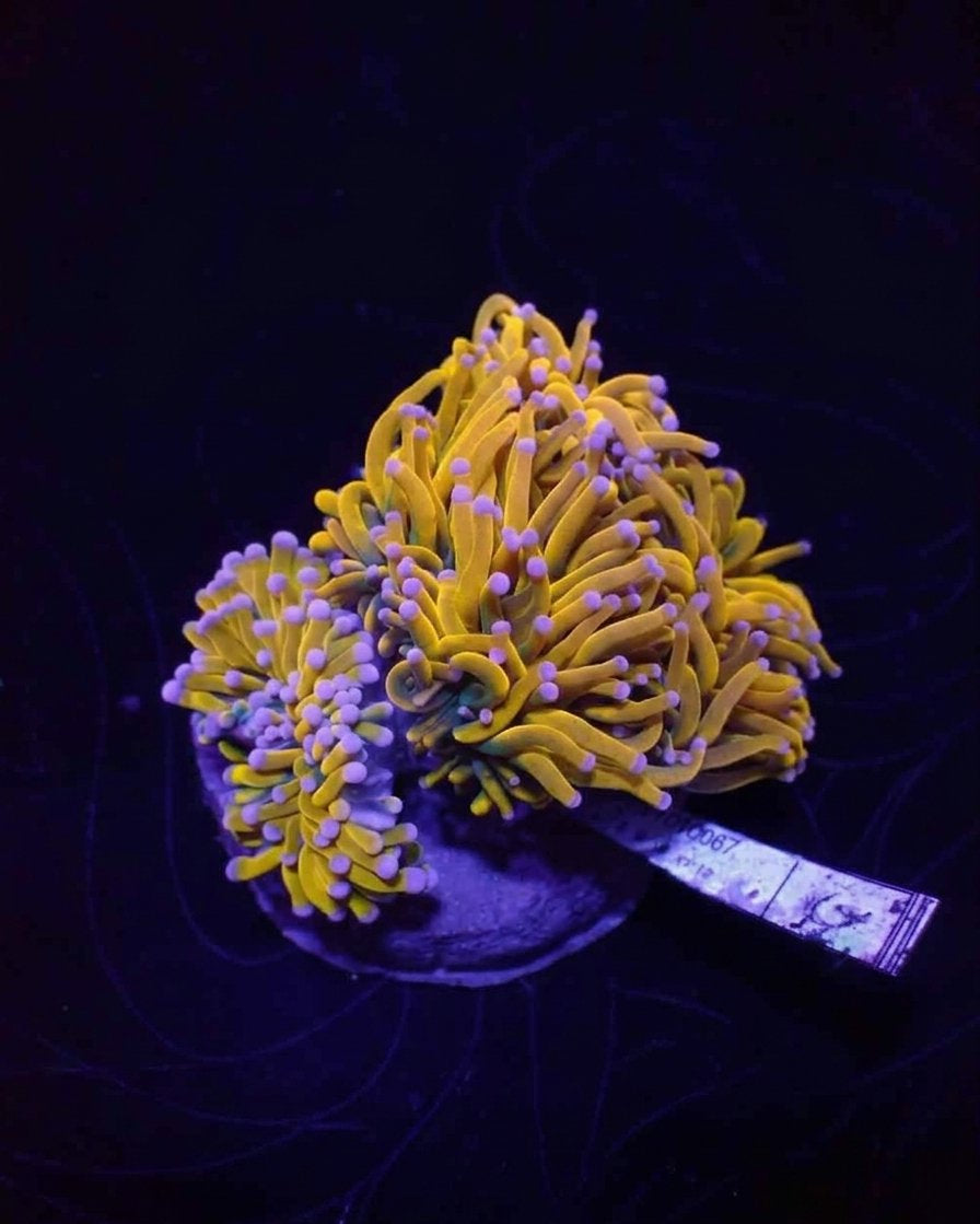 24k Gold Torch Coral